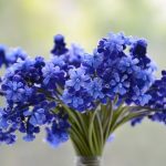 flowers-3453729_640 Находим и доставляем всевозможные цветы