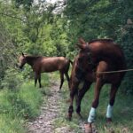 konnie-progulki23 Конный клуб