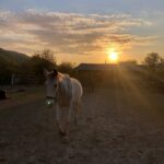 konnie-progulki37 Конный клуб