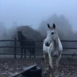 konnie-progulki7 Конный клуб