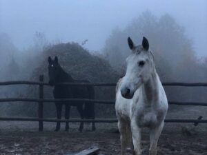 Катание на лошадях Катание на лошадях