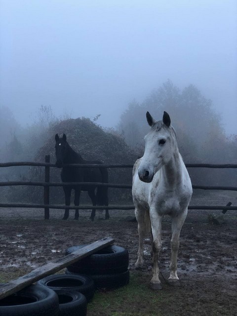 Катание на лошадях